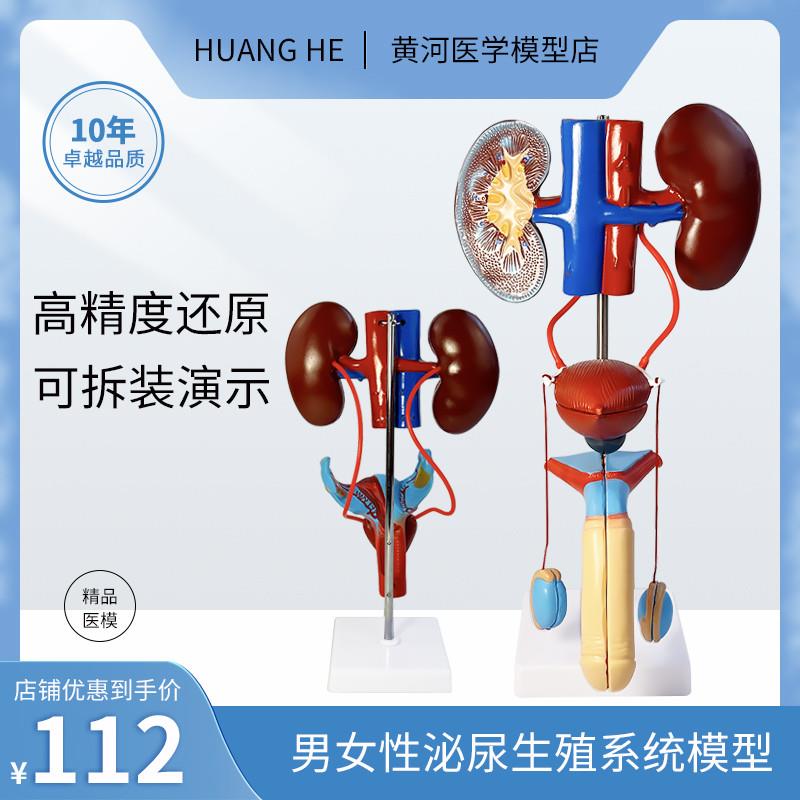 可拆装男女性泌i尿生殖系统结构解剖模型人体器官构造医院学校教