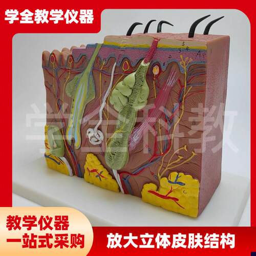 放大立体皮肤结构模型解剖u人体模型组织层次构造医学美容立体整