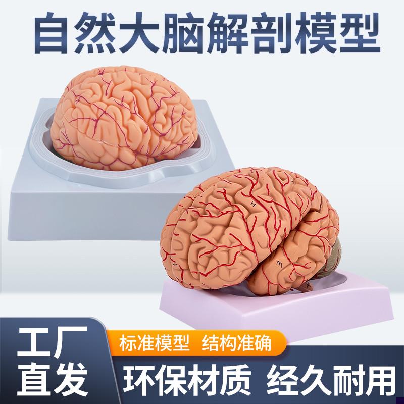 人体大脑解剖模型l脑半球脑干脑室间脑小脑模型拼装脑动脉神经外