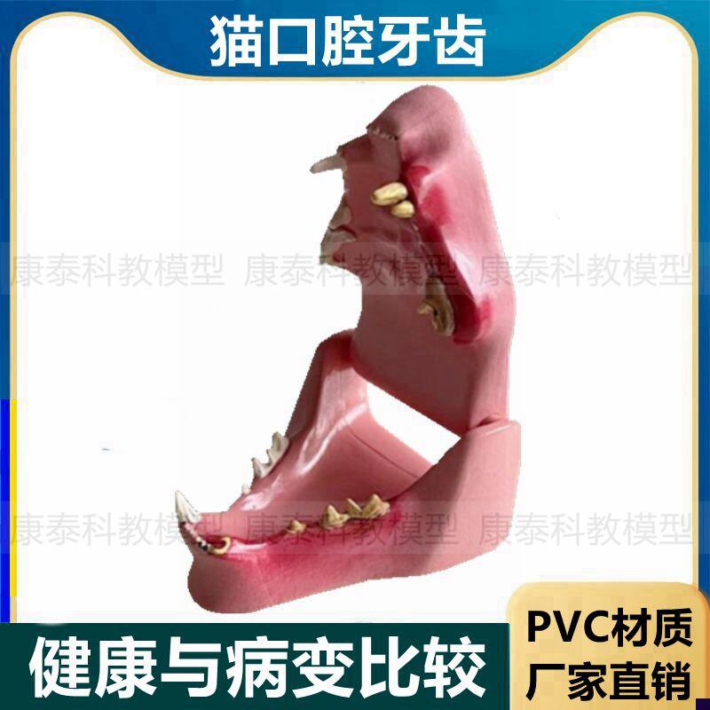 猫口腔模型牙齿牙龈病理猫科动物狗牙H齿宠物医药礼品兽医教学用