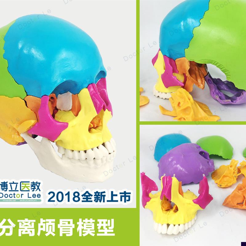 特价颅骨分离彩i色头颅骨骨性分离模型头颅骨解剖模型可拆分22部