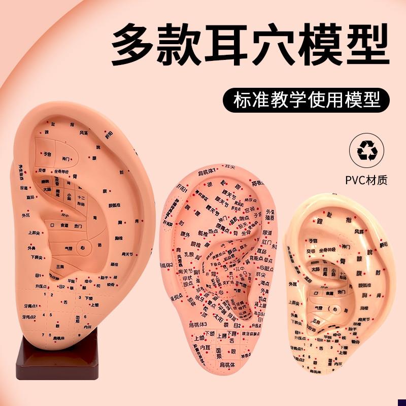 正品经络耳模型 耳按摩模型 耳部反射区穴位 耳S穴模型耳朵16CM