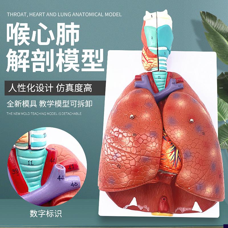 自然大人体喉心肺模型 喉咙甲状腺 肺 心脏N模型 人体呼吸系统模