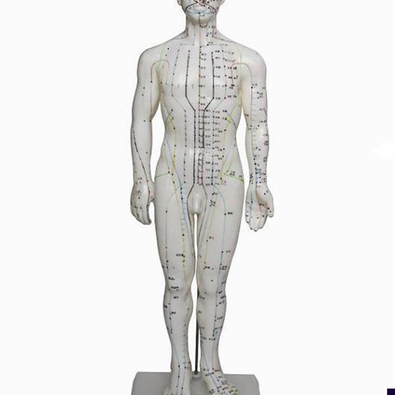 50cm人体针灸穴位模型 人体经络模型 针灸小人 U针灸人体模型男