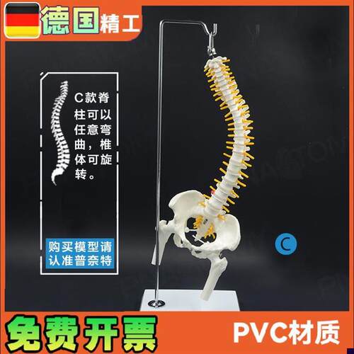 45cm人体脊椎带骨盆股骨骨骼可弯曲挂式脊柱Q模型 教学推拿正骨