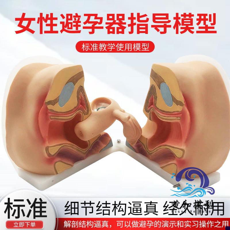 女性生殖器模型 宫颈子宫外阴道卵巢 妇科检查避孕教学X训练 1比1