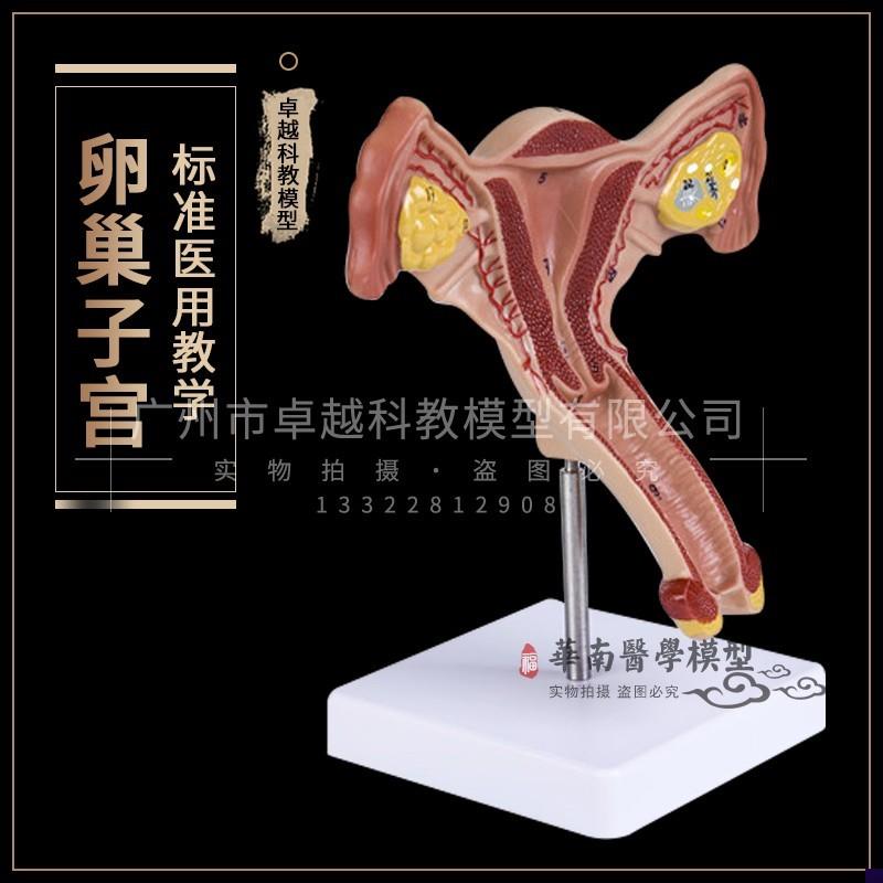 人体子宫解剖模型 女性生殖z系统计生教育演示器材 厂家直销