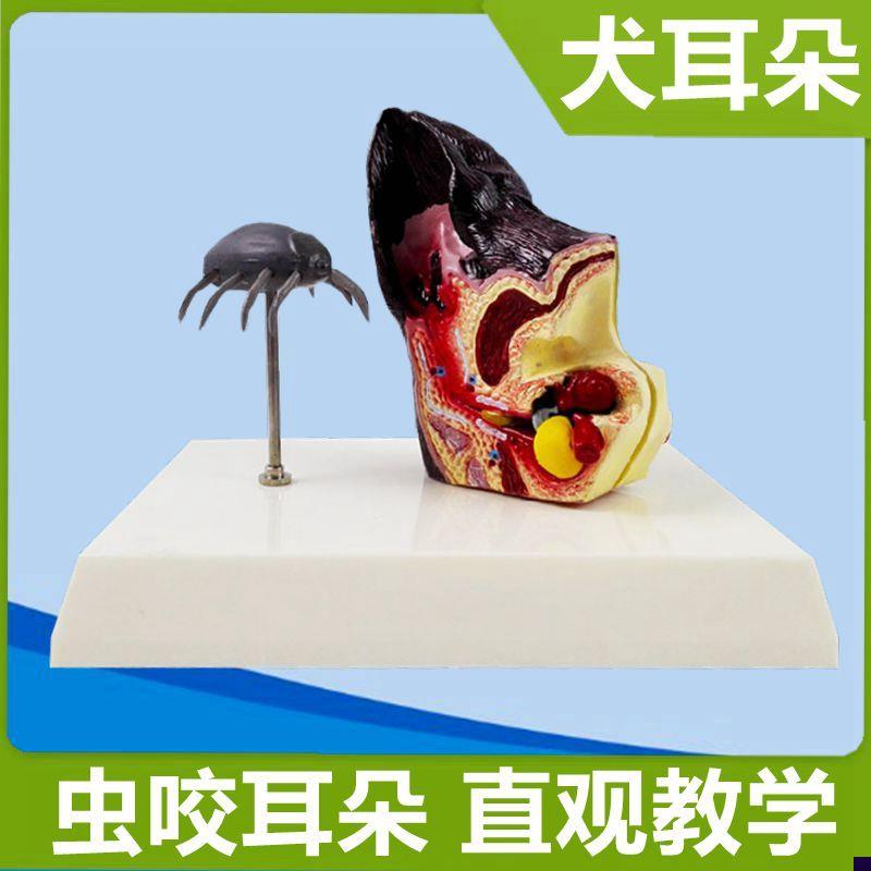 狗耳朵模型虫叮咬跳蚤螨虫犬皮肤毛发病理动物骨骼宠物Z医院展示