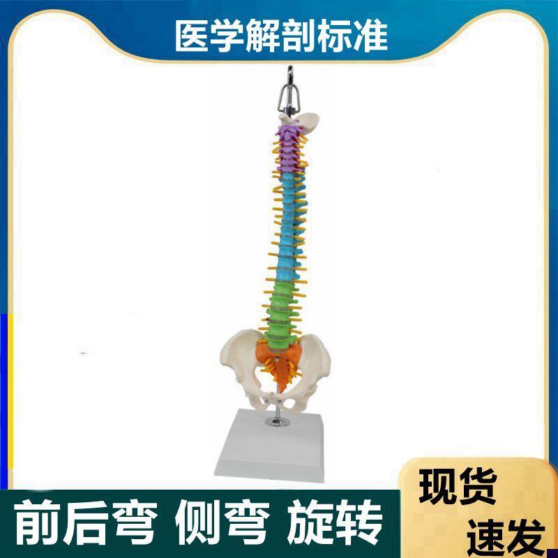 全新人体脊柱模型可n弯曲侧弯软脊柱脊椎骨带神经腰椎间盘彩色骨