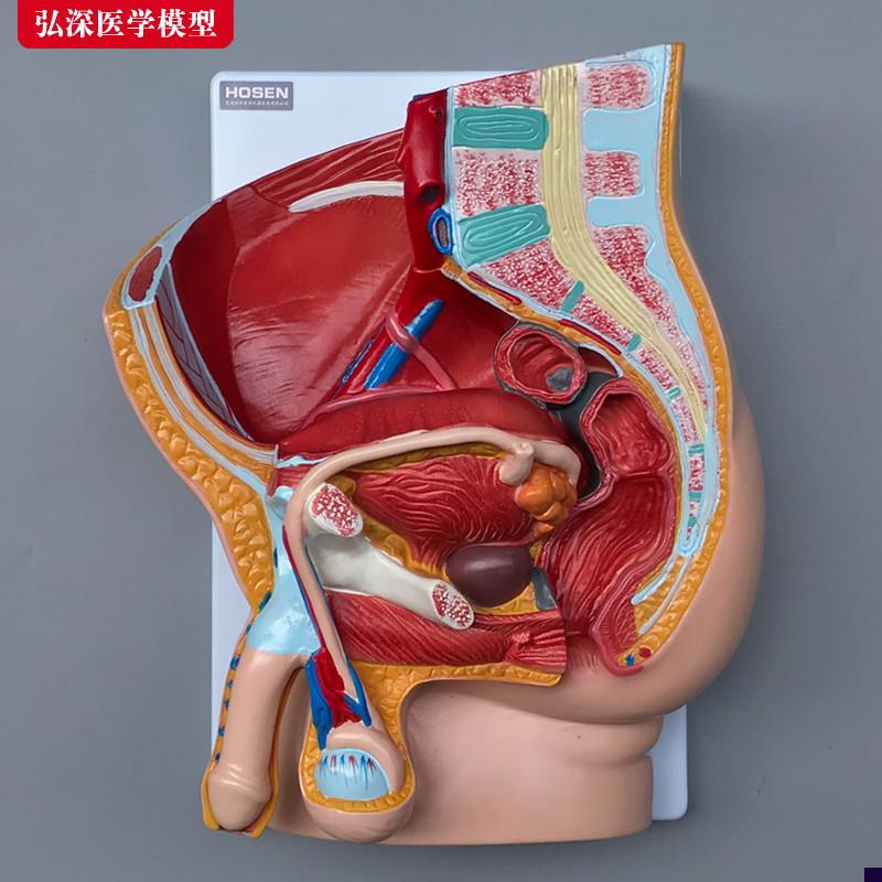 男性生殖系统模型人体矢状解剖面C结构造骨盆腔医学示教学模具玩