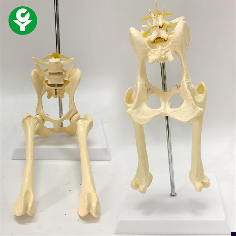 犬腰椎带盆骨股骨模型 狗骨骼模型 动物骨骼教Z学演示模型