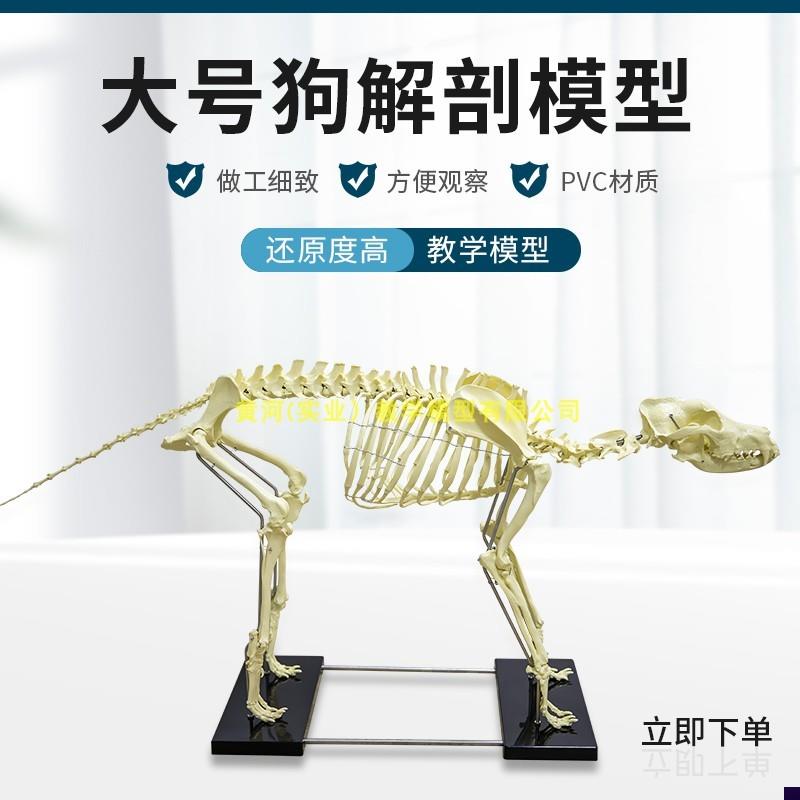 狗骨模型 骨标i本 狗解剖 狗骨架 犬 犬骨模型 犬骨架 动物模型