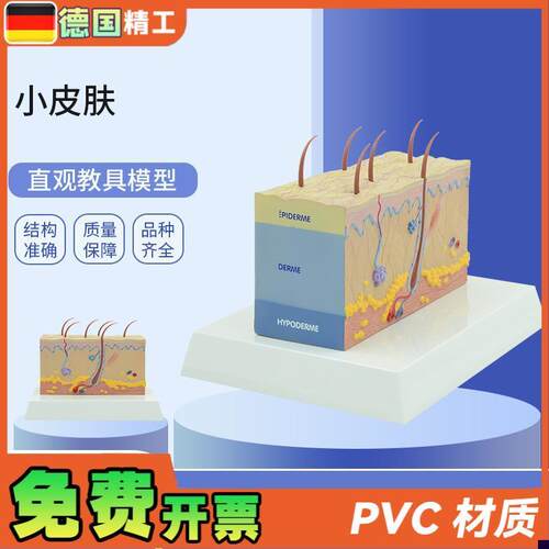 德国】PNT-05k57小皮肤模型 放大皮肤结构解剖模型组织层次皮肤构