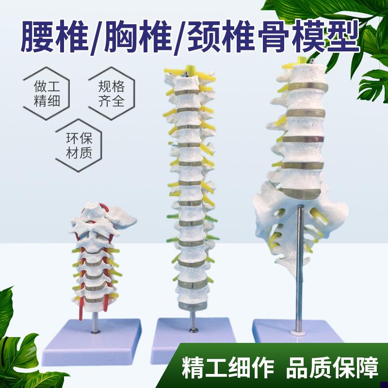 1比1脊柱模型人体m骨骼模型颈椎骨血管胸椎神经腰椎间盘医用教学