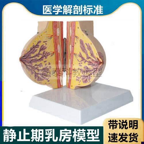 静止期乳房模型带标识未孕哺乳期受孕后女L性产康复月嫂培训催乳
