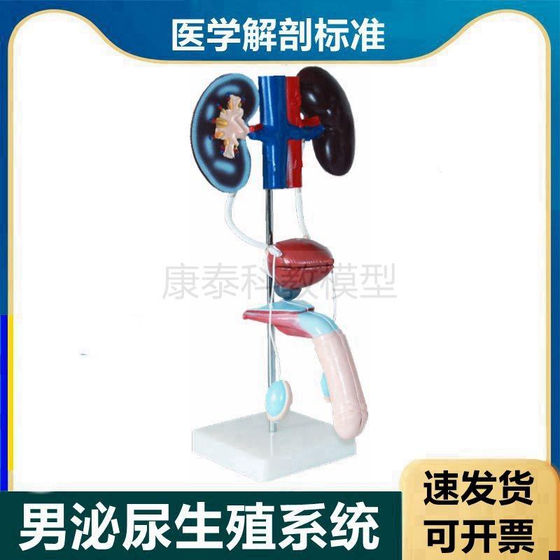 男性泌尿生殖器官肾m脏带肾上腺输尿管膀胱生殖器可拆卸男科医患