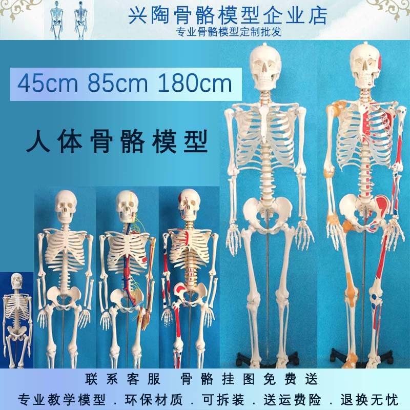 4585170cm人体骨骼模型医学美术瑜伽教学小白V骷髅全身脊椎骨