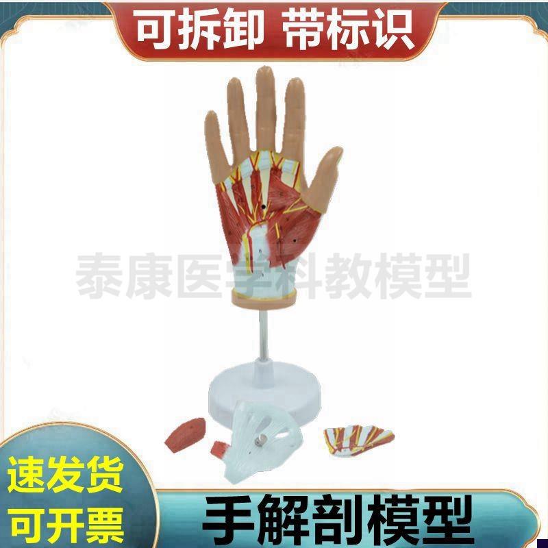 手部肌肉模型关节韧带o肌腱深浅肌肉功能手掌骨骼神经手外科临床