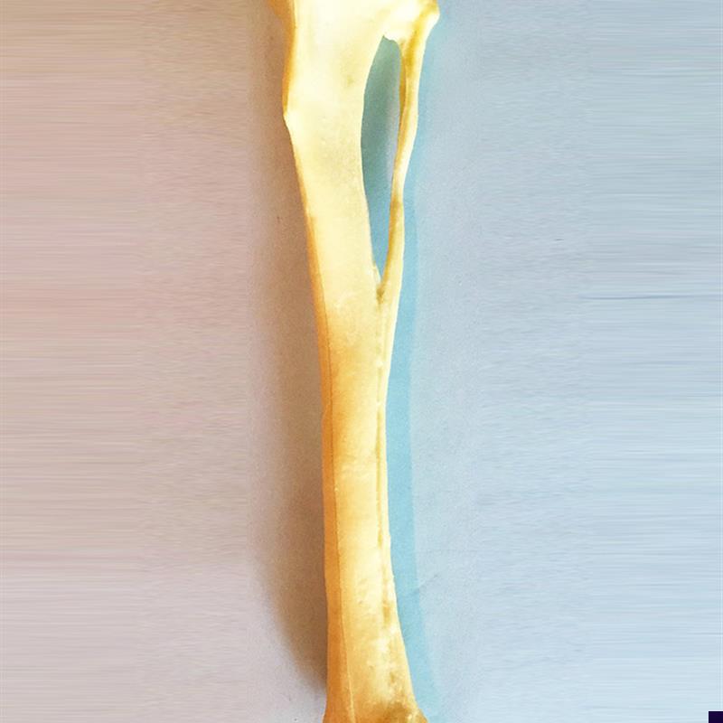 手术练习仿真骨狗胫骨腓骨模型B骨科狗骨架动物骨骼犬科宠物直销