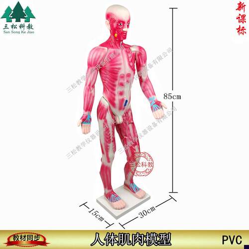 33219人体肌肉模型85CM 生物 器材 pMvc 教学仪器 保证正品