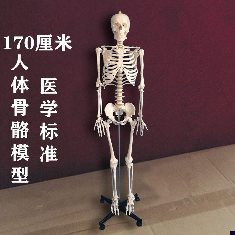 170人体骨骼模型m骨架医用教具瑜伽教学装备仿真假骨头脊柱可弯曲