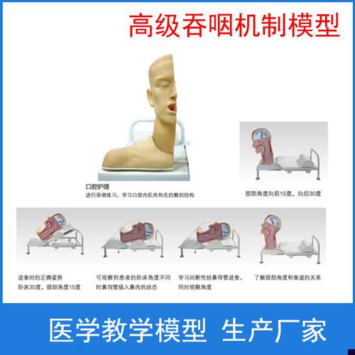 高级吞咽机制模型 n吞咽机制训练模型 误咽紧急处理训练模型