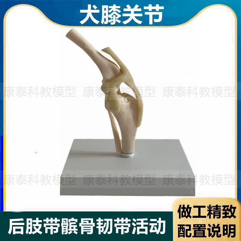 犬膝关节模型真实倒模仿真塑胶骨头后肢髌M骨韧带活动狗骨骼后腿