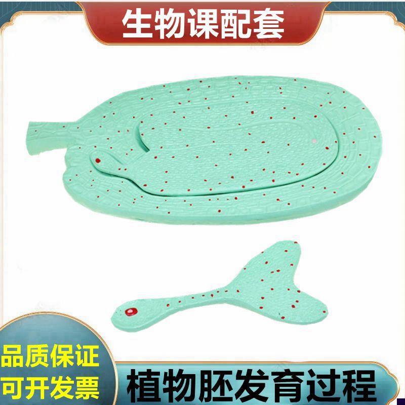 芥菜胚发育模型植物种子r玉米籽芽结构叶绿体单子叶双子叶桃花小