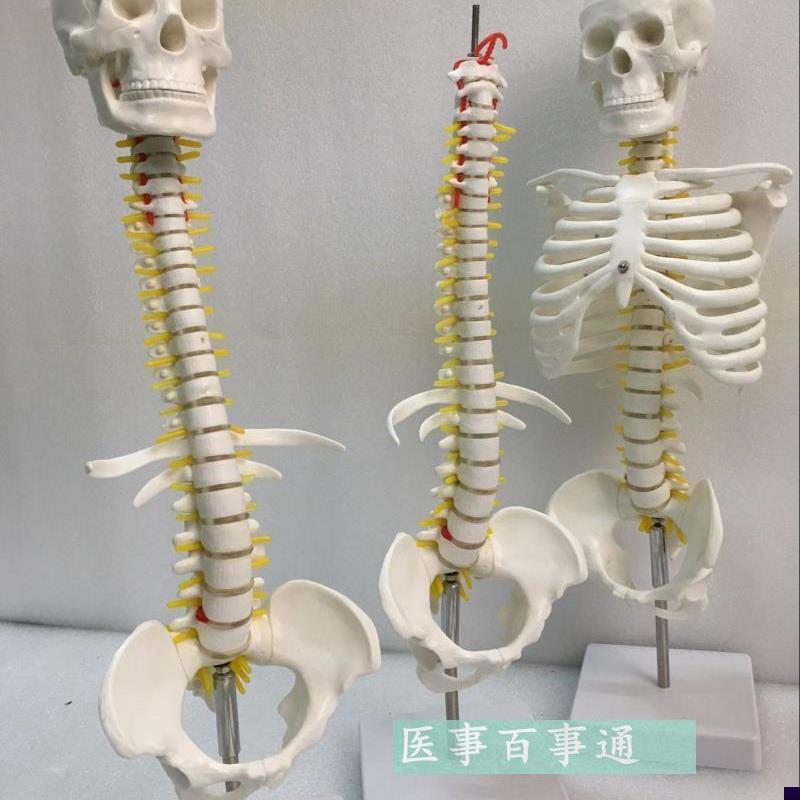 人体脊柱模具脊椎骨颈椎模型胸椎结构腰椎间盘关U节玩具骨头骨架
