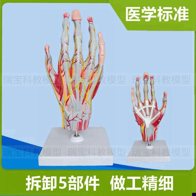 手解剖模b型仿真肌肉血管神经骨骼关节韧带肌腱深浅肌层医用教学