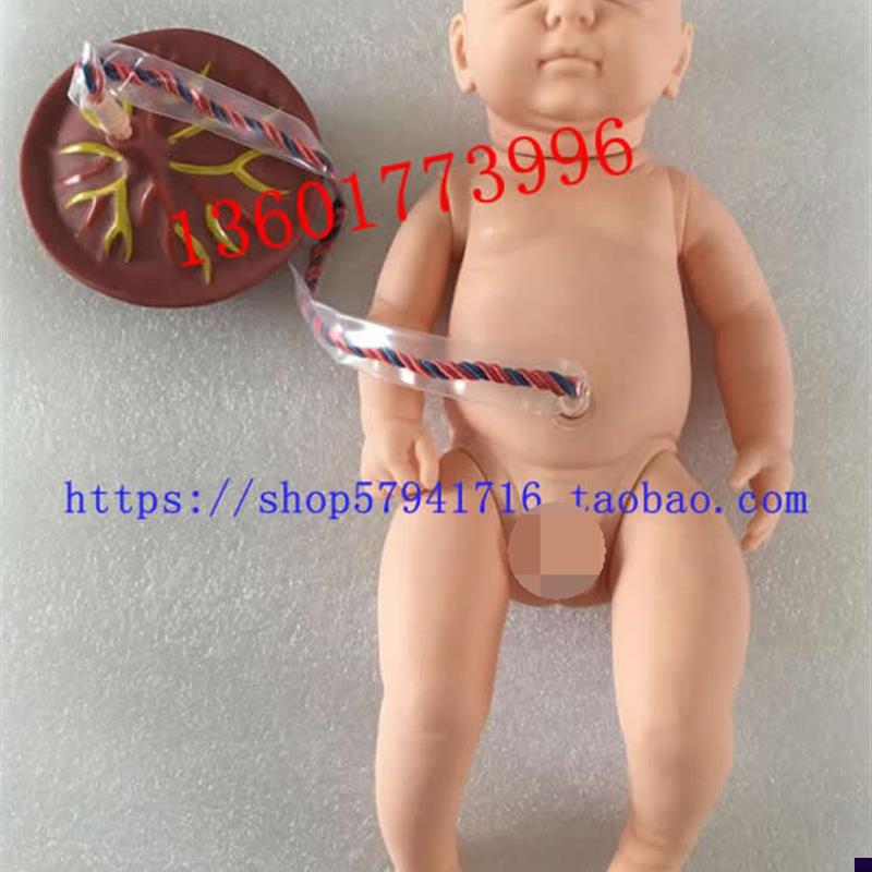 新生儿脐带护理模n型出生儿脐带结扎护理初生儿附脐带模型
