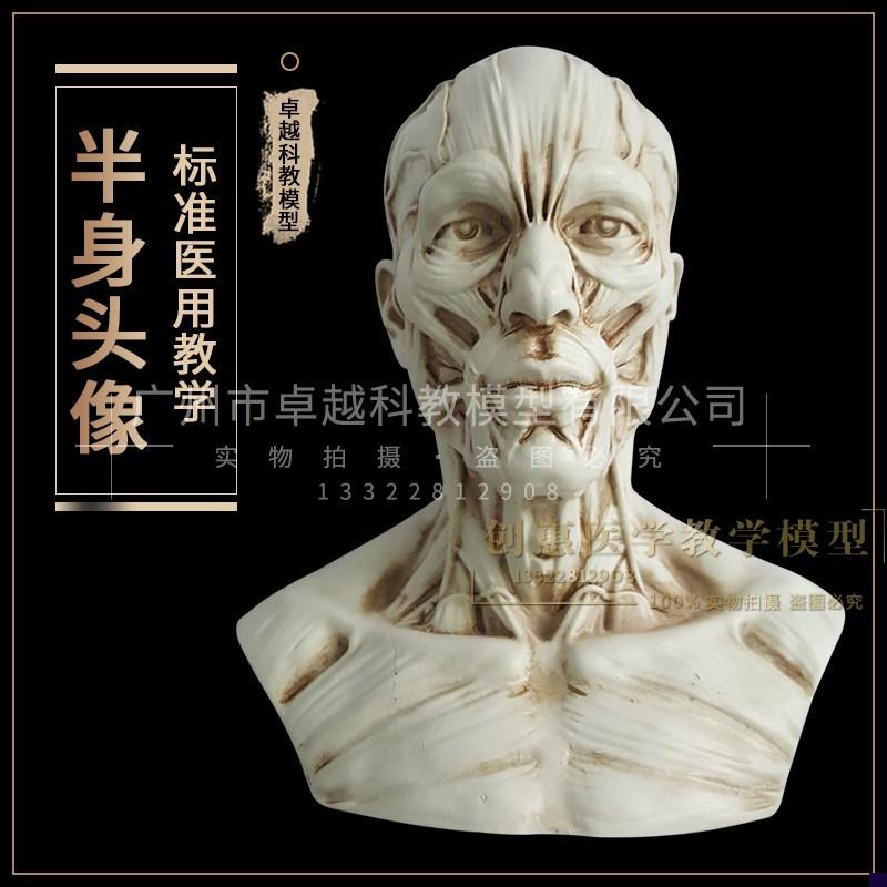 树脂骷髅头绘画半身像人头骨 艺用E人体肌肉骨骼解剖结构模型美术