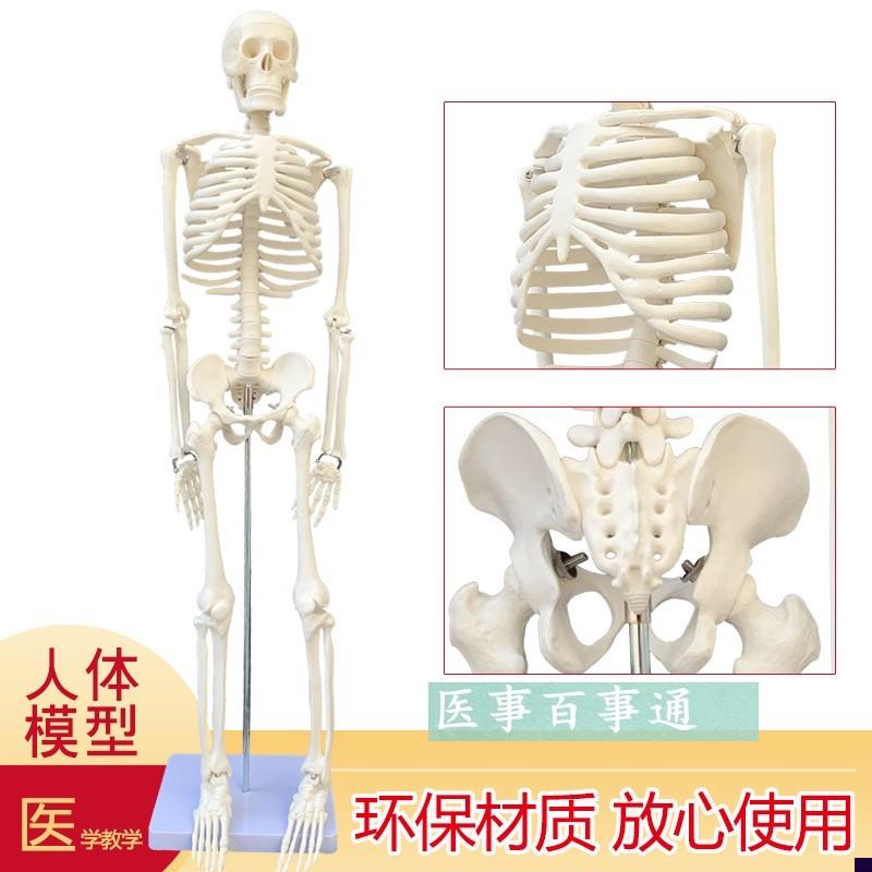 可摆姿势人骨标本j人体骨骼模型 85CM人骨架模型 骷髅骨人体素描