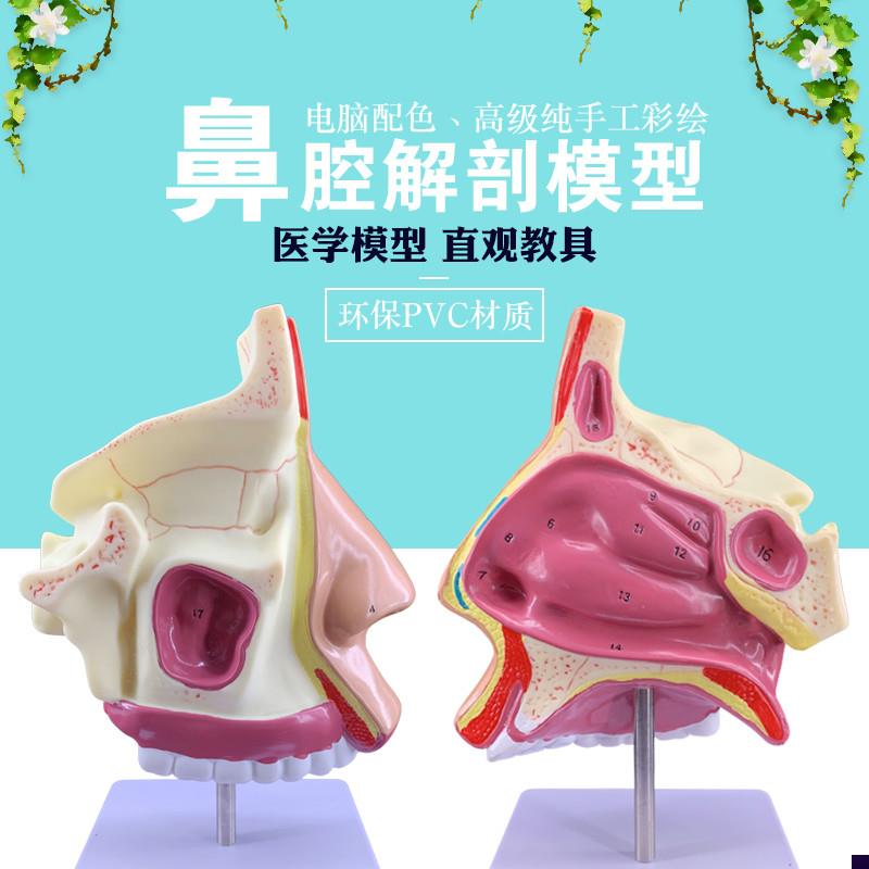 1比1鼻腔 鼻解剖 鼻子模型 五官科 眼耳鼻喉 器官V模型 医用包邮