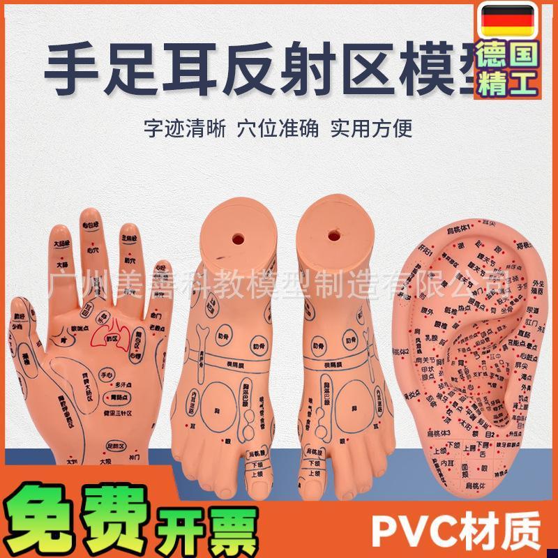 脚穴位模型足部底耳模耳朵手经络手部推拿针P灸足底脚模反射模型