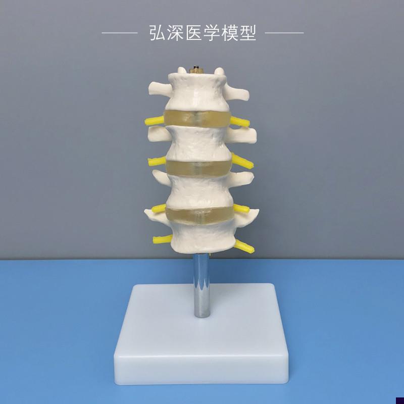 人体腰椎模型四节骨n骼椎间盘带神经脊椎脊柱骨科医学教学模具教