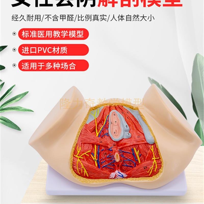 女性会阴解剖模型生殖器解剖模型女性骨W盆女性生殖解