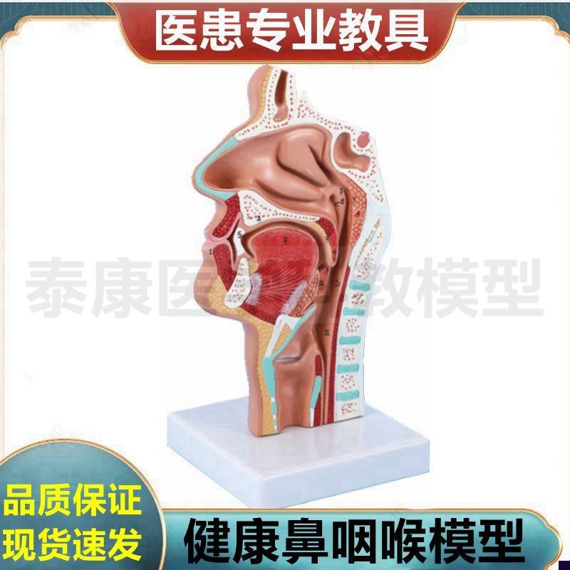 鼻腔模型鼻窦鼻甲呼吸道口v腔咽扁桃体喉咙舌声襞音乐培训教具病