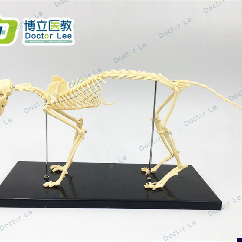 猫骨架 动物骨骼 动物骨架 兽医教学教具 R宠物医学教仪模型