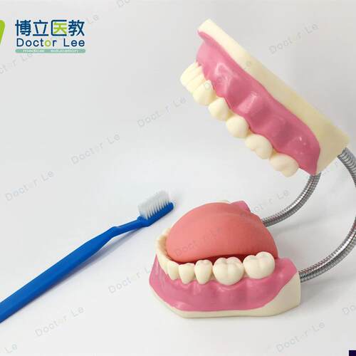 6倍放大口腔h保健护理模型标准牙模教具儿童刷牙玩具牙齿牙科演示