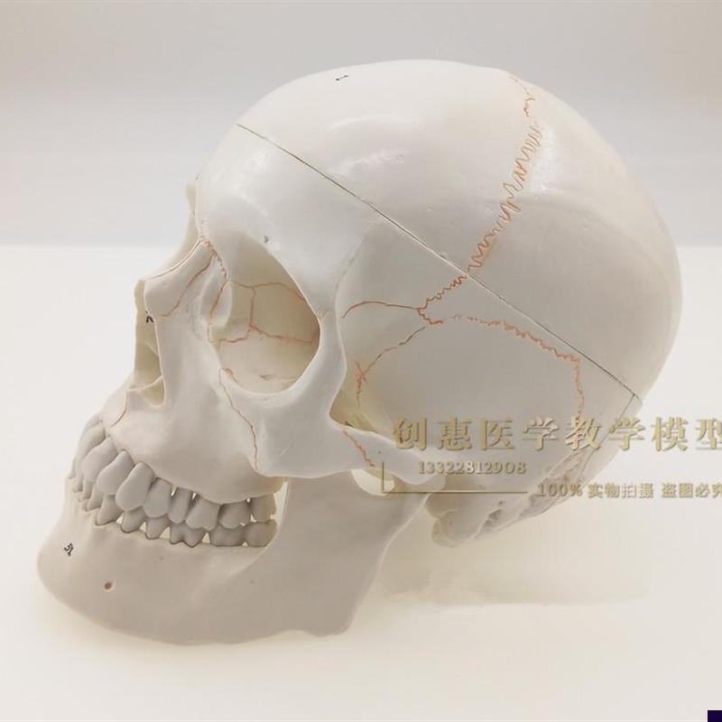 一比一医学仿真骷髅 人头骨模型 头颅骨解剖标本 数.字编码标识