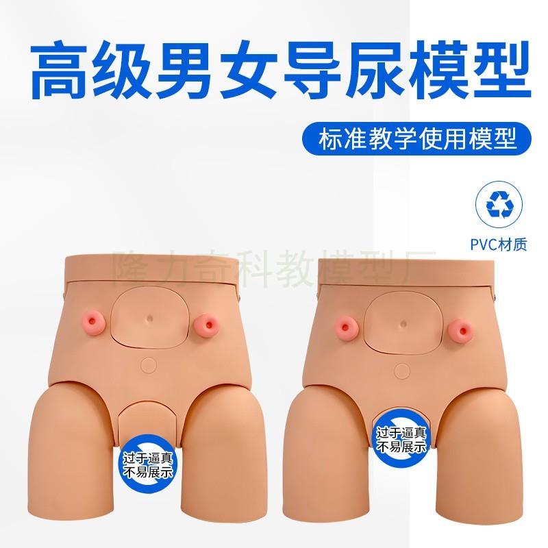 高级导尿模型男性女性导尿模型可男女互换S灌肠男科妇科检