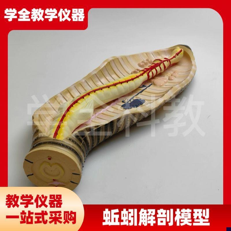 蚯蚓解剖模型f蚯蚓结构初高中生物教学器具教学仪器实验器材 教具
