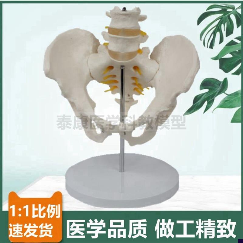 人体脊柱带盆骨模型二节腰椎间盘脊神经股骨头P可活动产科月嫂培