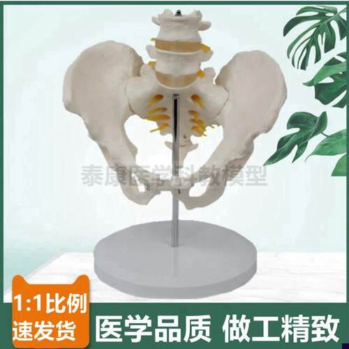 人体脊柱带盆骨模型二节腰椎间盘脊神经股骨头P可活动产科月嫂培
