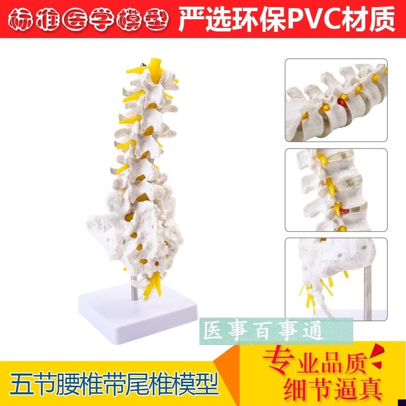 自然大人体五节腰椎k模型 腰椎间盘 骨骼骨盆模型教学32CM高 包邮