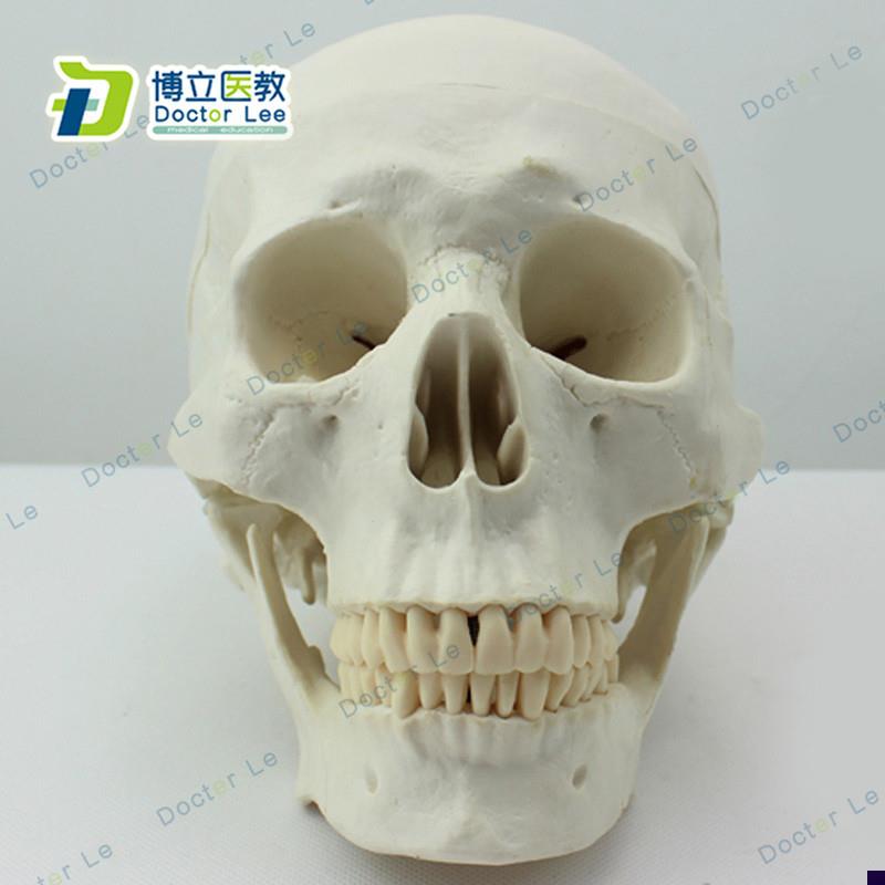 艺用美术 人头骨模型 头颅骨解剖模R型 标本 亚洲版