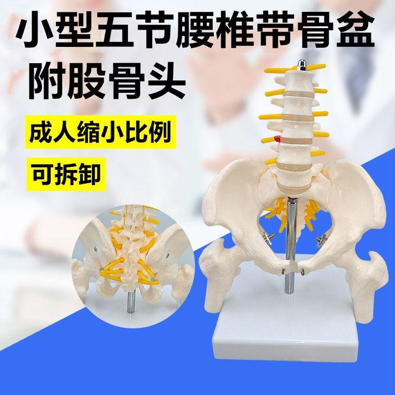 骨盆模型五节腰椎股骨头人体脊柱瑜G伽康复培训用具可活动拆卸医