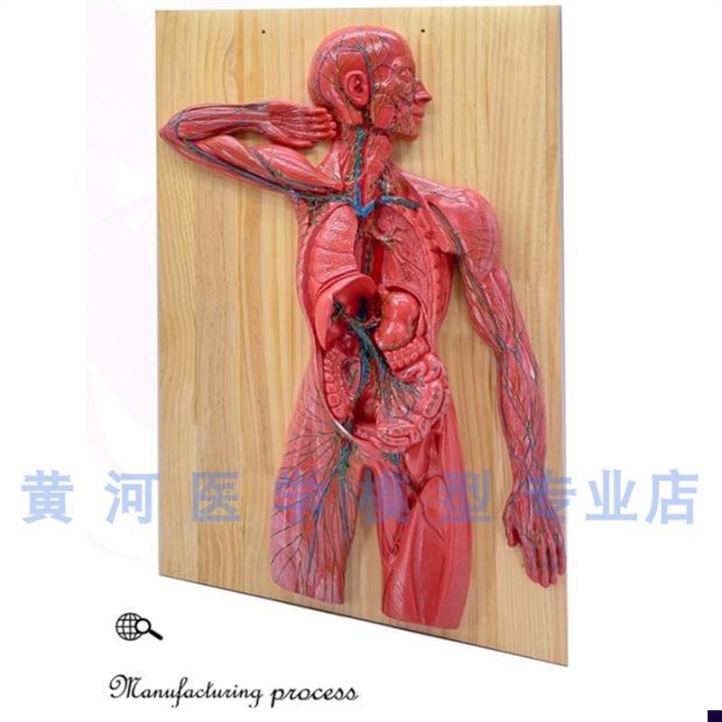 人体淋巴系统解剖模型免疫系统胸腔外科心脏O消化器官八大系统之
