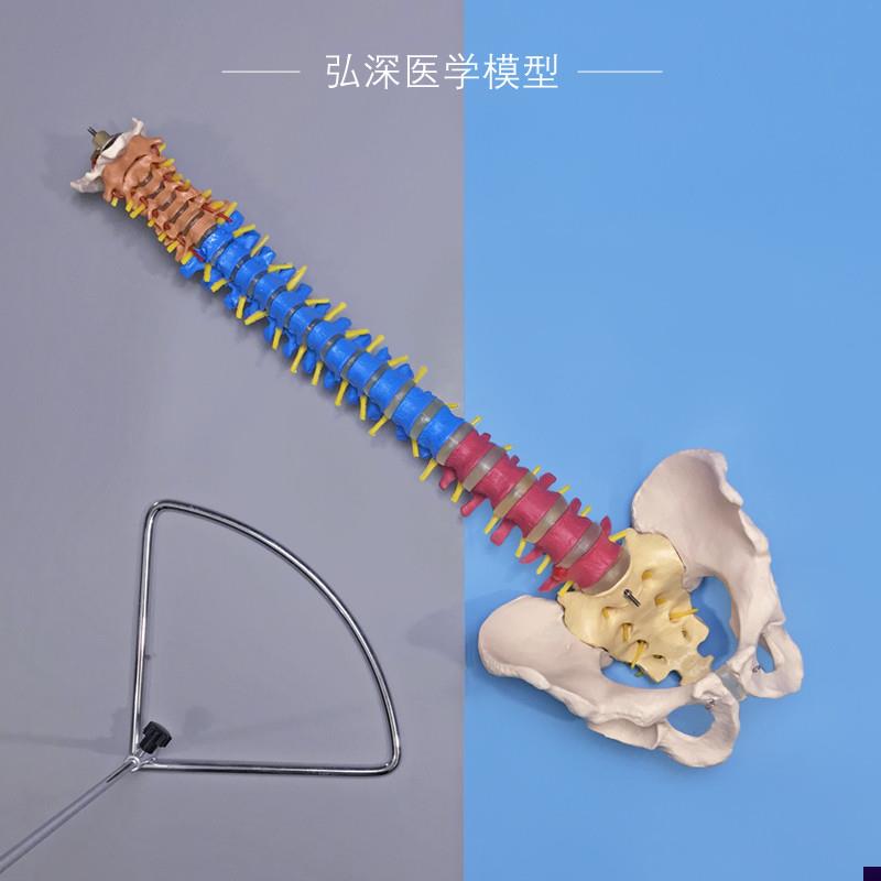 彩色人体脊柱模型带骨盆脊椎间盘神经1比1颈腰椎R中医学正骨科教